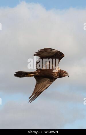 Die östlichen Rohrweihe (Circus Spilonotus) ist ein Greifvogel aus der Marsh Harrier Gruppe des Harriers. Stockfoto