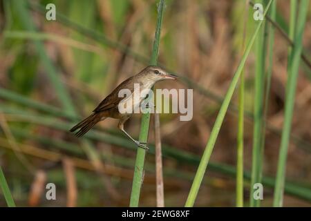 Der Orientalische Schilfgrasvogel (Acrocephalus orientalis) ist ein Singvogel Ostasiens, der zur Gattung Acrocephalus gehört. Stockfoto