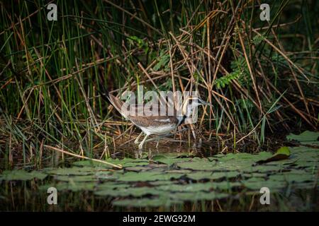 Der Fasanenschwanzjacana (Hydrophasianus chirurgus) ist ein Jacana der monotypischen Gattung Hydrophasianus. Stockfoto