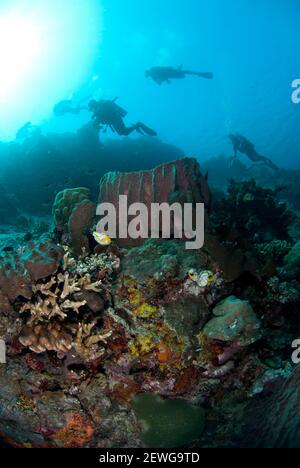 Barrel Sponge, Xestospongia testudinaria, mit Tauchern und Sonne im Hintergrund, Fukui Tauchplatz, Manado, Sulawesi, Indonesien Stockfoto