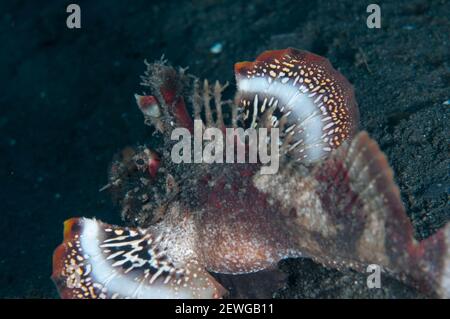 Stachelfisch, Inimicus didactylus, zeigt bunte Unterseite der Brustflossen, Joleha Tauchplatz, Lembeh Straits, bei Bitung, Sulawesi, Indonesien, Stockfoto