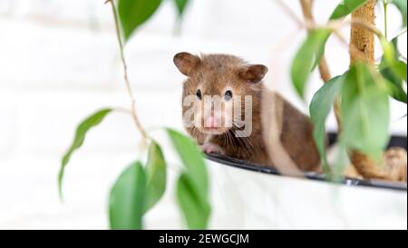 Der Hamster sitzt in einem weißen Topf mit einer Ficus-Zimmerpflanze. Stockfoto