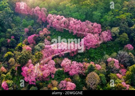 Luftaufnahme von rosa Kirschblütenbäumen auf den Bergen. Stockfoto