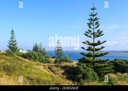 Junge Norfolk Island Kiefern wachsen an der Küste am Pukehina Beach, Neuseeland Stockfoto