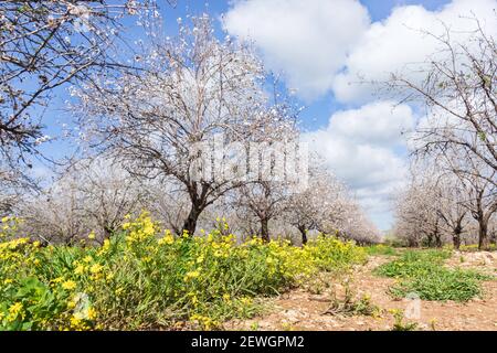 Gelbe Blüten zwischen Reihen blühender Mandelbäume in einem Obstgarten am Himmel mit Wolken Stockfoto