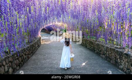 Schönes Mädchen zu Fuß in lila Blumentunnel in Chiang Rai, Thailand. Stockfoto