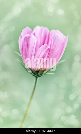 Einzelne rosa Kosmos Blume aus nächster Nähe. Selektiver Fokus, verschwommenes Bild. Vertikales Zuschneiden. Nahaufnahme. Stockfoto