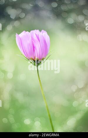 Einzelne rosa Kosmos Blume aus nächster Nähe. Selektiver Fokus, verschwommenes Bild. Vertikales Zuschneiden. Nahaufnahme. Stockfoto
