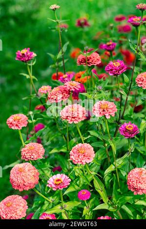 Blühende bunte Zinnien Blumen im Garten. Vertikales Zuschneiden. Selektiver Fokus. Nahaufnahme. Stockfoto