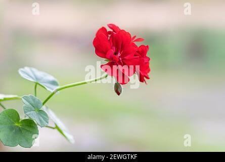 Rote Geranie blüht im Sommergarten. Rote Pelargonium Nahaufnahme. Blühende Zimmerpflanzen. Stockfoto