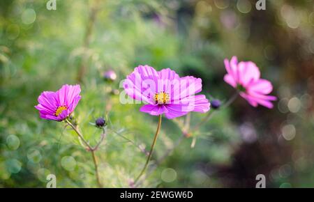 Schöne Kosmos Blumen aus der Nähe. Sommer floralen Hintergrund. Kosmos Blumen Hintergrund. Stockfoto