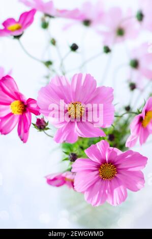 Frischer Sommer Bouquet von rosa Kosmos Blumen auf rosa Hintergrund. Einrichtung mit Blumenmuster. Nahaufnahme. Speicherplatz kopieren. Vertikales Zuschneiden. Stockfoto