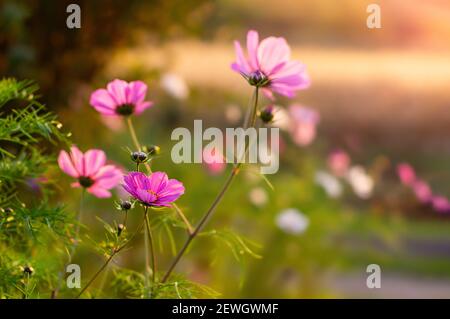 Schöne Kosmos Blumen aus der Nähe. Sommer floralen Hintergrund. Kosmos Blumen Hintergrund. Stockfoto