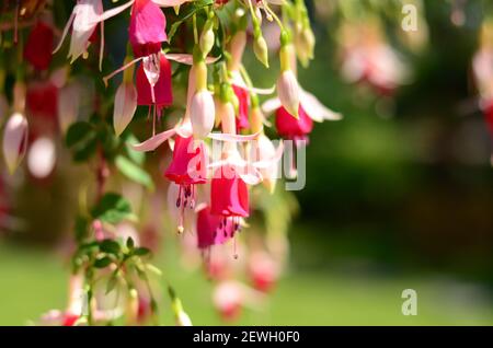 Nahaufnahme von einigen roten und rosa Blüten eines Wassers Nymphe Fuchsia Pflanze (Fuchsia hybrida) Stockfoto