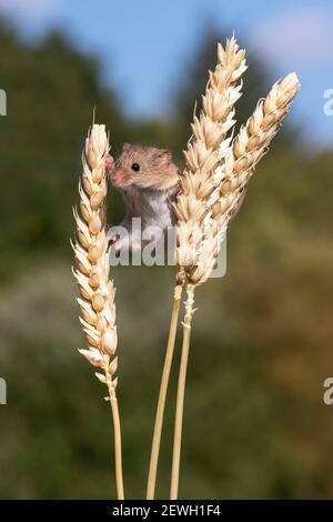 Ernte Maus (Micromys minutus) auf Weizenstielen, holt, Dorset, Großbritannien Stockfoto