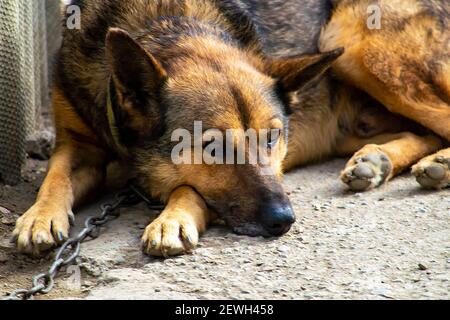 Liegt auf dem Weg in der Nähe der Kabine. Stockfoto