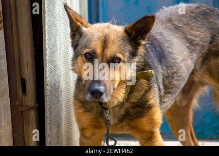 Blickt in die Kamera, Portrait eines Sommertages. Stockfoto