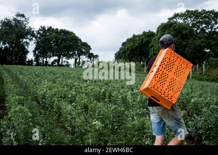 Mann, der durch ein Gemüsefeld geht und orangene Plastikkiste trägt. Stockfoto