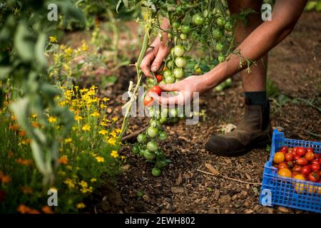 Nahaufnahme eines Menschen, der auf einem Bauernhof Kirschtomaten pflückt. Stockfoto