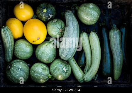 Nahaufnahme von frisch gepflückten gelben und grünen Marrogen und Zucchini. Stockfoto