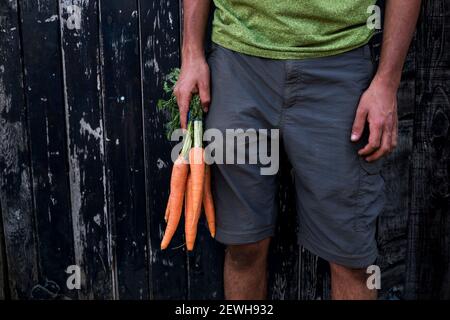 Nahaufnahme der Person, die ein Bündel frisch gepflückter Karotten hält. Stockfoto