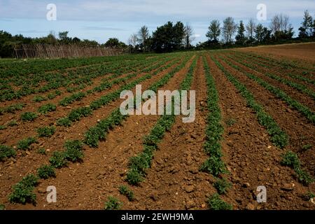 Blick entlang Reihen von frisch gepflanzten Gemüse auf einem Bauernhof. Stockfoto