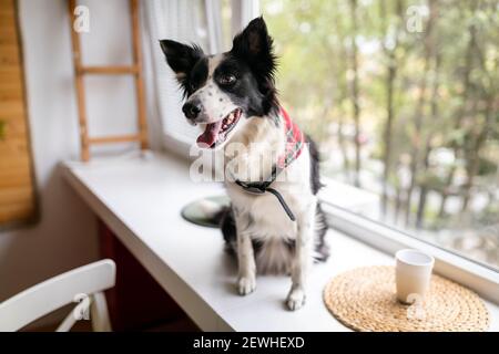 Glücklicher Hund warten auf Besitzer auf der Fensterbrüstung Stockfoto