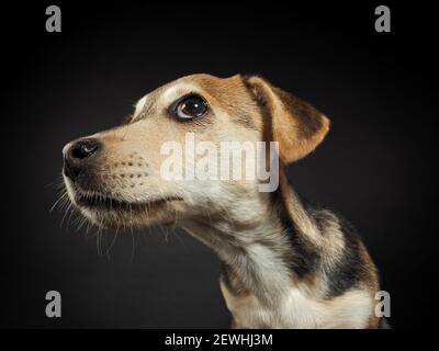 Studio Portrait Cutie Welpe auf schwarzem Hintergrund Stockfoto