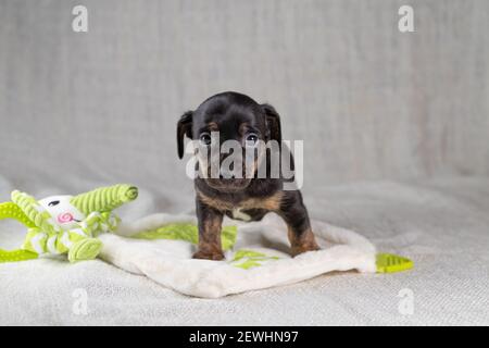 Braun und schwarz, gestromt Jack Russell Terrie Welpe. Steht auf einem Spielzeug Elefant. Hund vorne gesehen. Cremefarbener Hintergrund Stockfoto