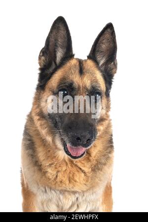 Alte deutsche Schäferhund vor weißem Hintergrund Stockfoto