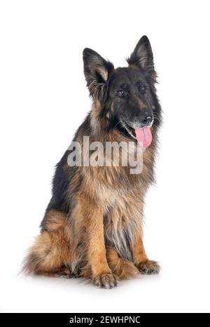 Alte deutsche Schäferhund vor weißem Hintergrund Stockfoto