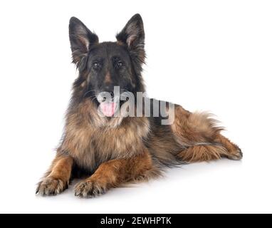 Alte deutsche Schäferhund vor weißem Hintergrund Stockfoto