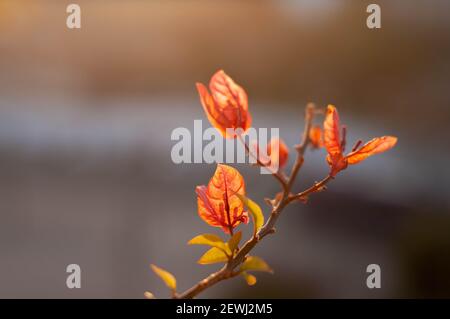 Bougainvillea blüht in den Strahlen der untergehenden Sonne Stockfoto