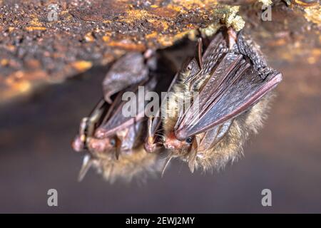 Braune Langohrfledermaus, gewöhnliche Langohrfledermaus (Plecotus auritus). Zwei überwinternde Fledermäuse im Winter in einem Keller. Drenthe, Niederlande. Stockfoto