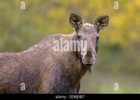 Elch (Alces alces). Elche Frauenportrait im Wald an einem regnerischen Tag. Schönes Tier in natürlichen Lebensraum. Wildlife-Szene in der Natur Europas.. Stockfoto