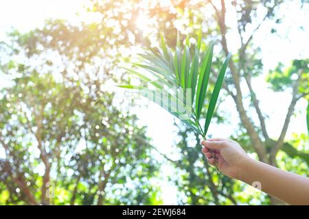 Selektiver Fokus Hand hält Palmblatt auf Sonne Silhouette mit Kopierraum. Palmsonntag-Feier. Stockfoto