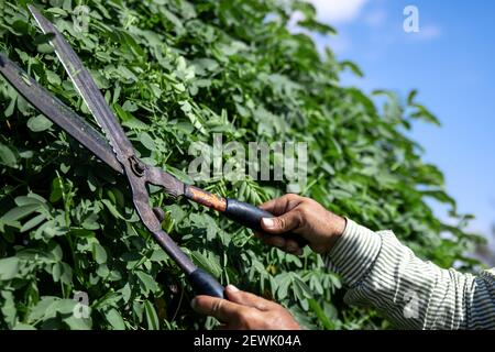 Der alte Gärtner schneidet den Busch mit großen alten Metallscheren. Gartenpflege. Stockfoto