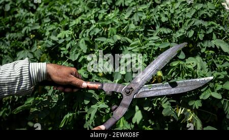 Der alte Gärtner schneidet den Busch mit großen alten Metallscheren. Gartenpflege. Stockfoto