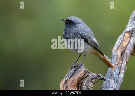 Schwarzer Rotstarter (Phoenicurus ochruros gibraltariensis), Seitenansicht eines erwachsenen Männchens im Wintergefieder, Kampanien, Italien Stockfoto