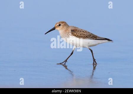 Dunlin (Calidris alpina), Seitenansicht eines einzelnen Spazierens am Ufer, Kampanien, Italien Stockfoto