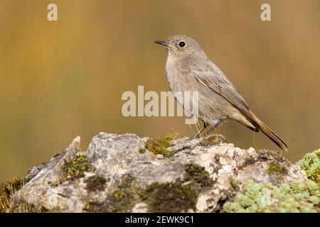 Schwarzer Redstart (Phoenicurus ochruros gibraltariensis), Seitenansicht eines auf einem Felsen stehenden Individuums, Kampanien, Italien Stockfoto