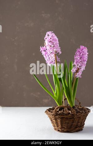 Schöne rosa Hyazinthen in einem Weidenkorb im frühen Frühjahr, Vermehrung von Hyazinthen zu Hause Stockfoto