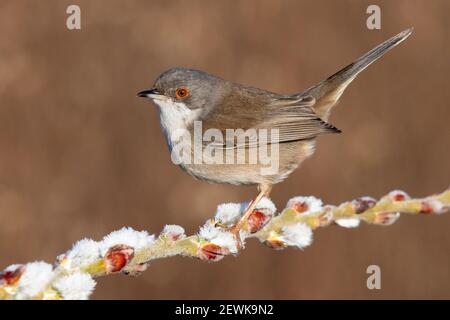 Sardische Warbler (Sylvia Melanocephala), Seitenansicht eines erwachsenen weiblichen auf einem Zweig, Kampanien, Italien gehockt Stockfoto