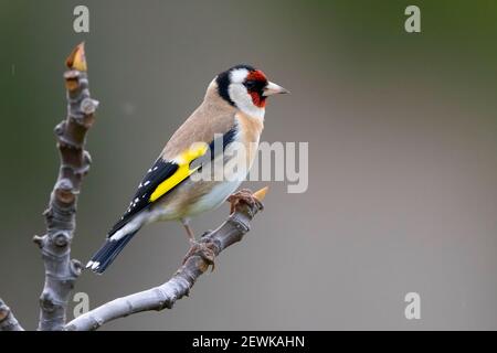 Europäischer Goldfink (Carduelis carduelis), Seitenansicht eines Erwachsenen auf einem Zweig, Kampanien, Italien Stockfoto