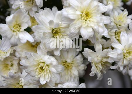 Hell schöne Herbst weiß duftende Blumen, weiße Chrysanthemen im ganzen Bouquet eng gelegen. Stockfoto
