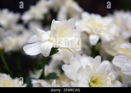 Hell schöne Herbst weiß duftende Blumen, weiße Chrysanthemen im ganzen Bouquet eng gelegen. Stockfoto