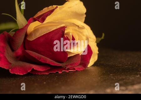 Nahaufnahme einer rot-weißen Rose auf einem Stockfoto