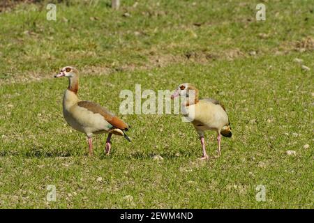 Ägyptische Gees auf dem Feld im lange Erlen Park im Kanton Basel, Schweiz. Sie ist in Afrika südlich der Sahara und des Niltals beheimatet. Ägyptisch Stockfoto