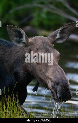 A Cow Moose Seen in Wetlands in Grand Teton National Park, Jackson Hole, WY, 08/06/2011. Stockfoto