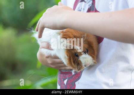 Junge Schlaganfälle Dodrying Tier. guinea Schwein mit Wolle Probleme. Pflege des Tieres während der Häutung. Fallende Wolle vom Tier. Stockfoto